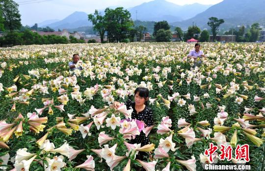 5月24日,遊客在江西省萬載縣白水鄉文義村百畝百合花基地賞花.