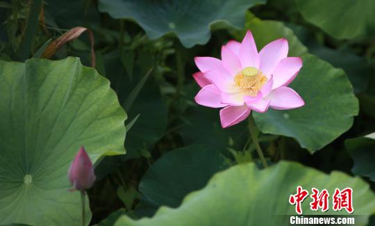 江苏扬州荷花竞相绽放民众荷塘边“悦”色