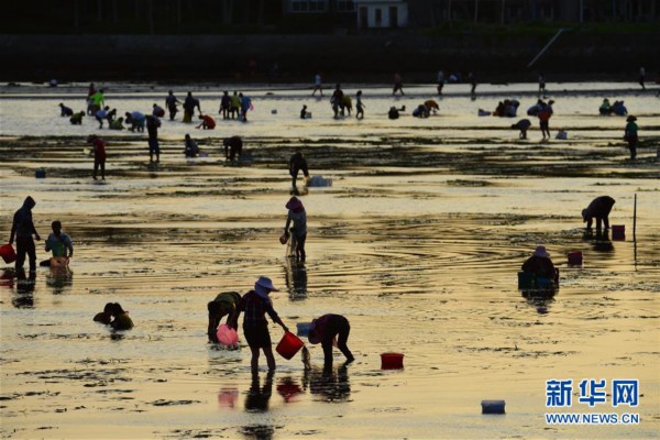 #（社会）（1）海南琼海：赶海拾贝
