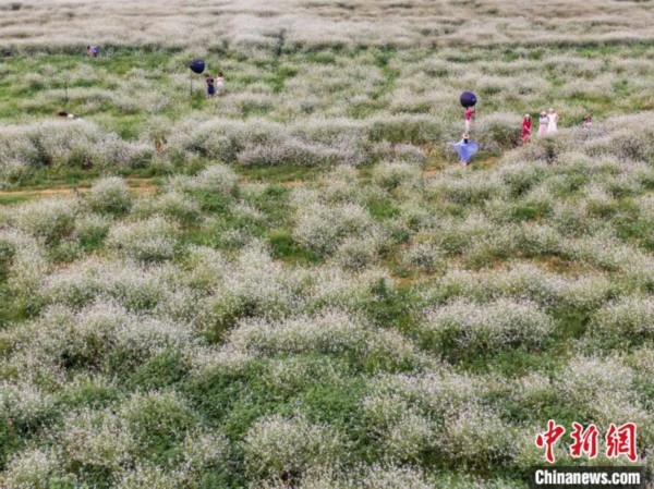 广西萝卜开花风光美民众赏花拍照度节日