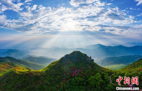 航拍江西丰城升华山万亩杜鹃花开满高山