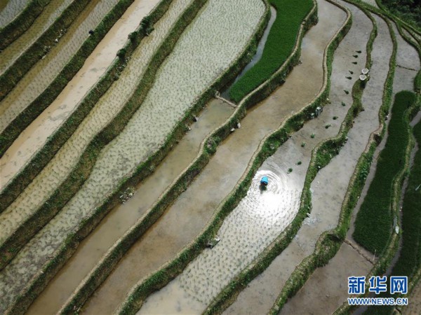 #（美丽中国）（1）鸟瞰梯田美