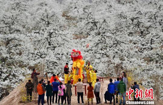 似雪如玉“中国雪花梨之乡”河北赵县进入梨花最佳观赏期