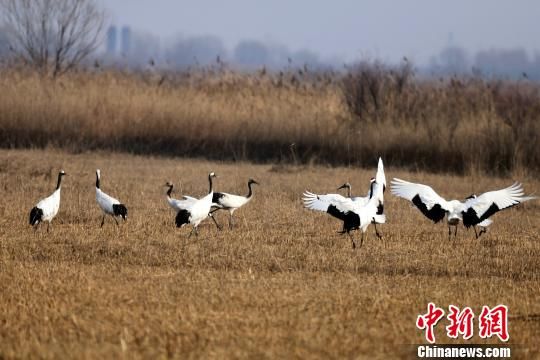 东方白鹳等珍稀候鸟黄河三角洲忙筑爱巢