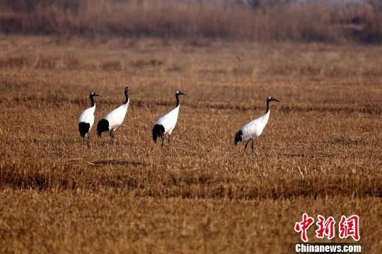 东方白鹳等珍稀候鸟黄河三角洲忙筑爱巢