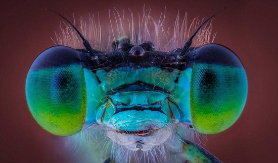 微距镜头下的昆虫特写眼睛如宝石高清组图